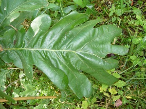 quercus frainetto (chene de Hongrie)